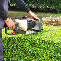Vizcarra Lawn Services-Shrub Maintenance Care